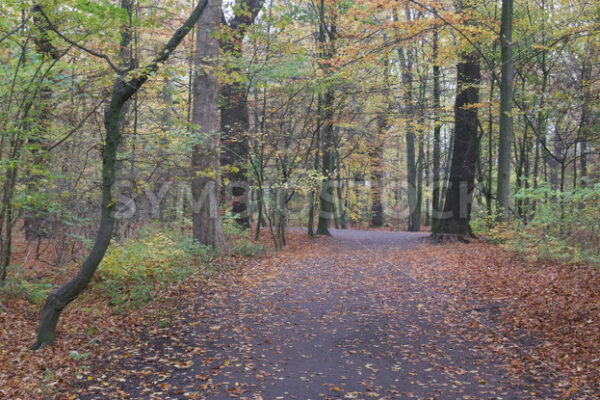 Spazierweg - Fotos-Schmiede