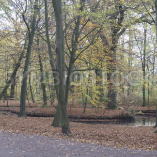 Teich im östlichen Gehölz - Fotos-Schmiede