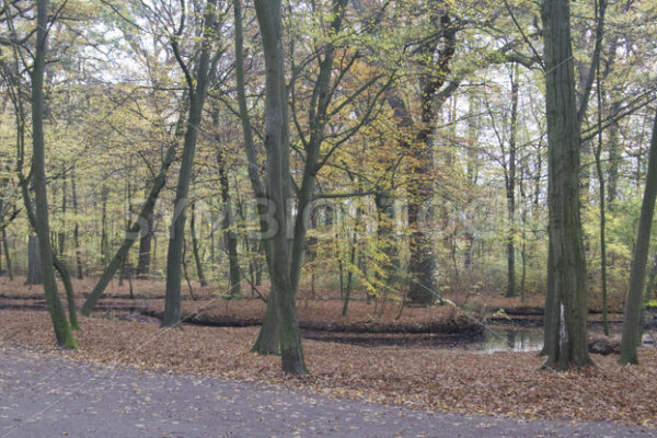 Teich im östlichen Gehölz - Fotos-Schmiede