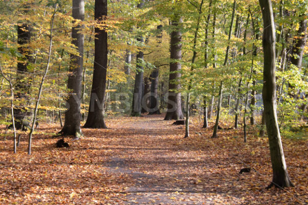 Unterwegs im Gehölz - Fotos-Schmiede