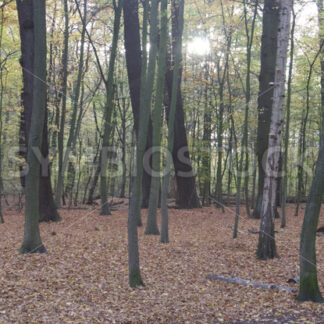 Wald im Gegenlicht - Fotos-Schmiede