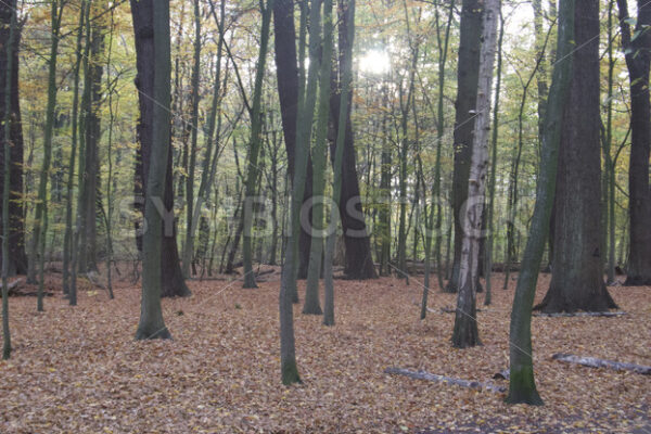 Wald im Gegenlicht - Fotos-Schmiede