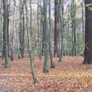 Wald mit Laub im Herbstlicht - Fotos-Schmiede