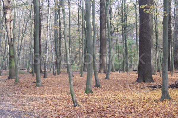 Wald mit Laub im Herbstlicht - Fotos-Schmiede