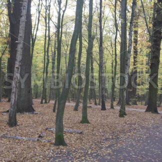 Weg durch das Gehölz - Fotos-Schmiede