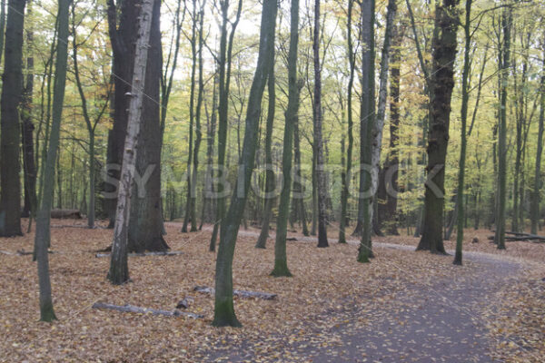 Weg durch das Gehölz - Fotos-Schmiede