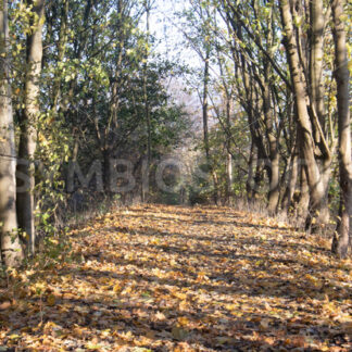 Zugang zum Wandsbeker Gehölz von Osten - Fotos-Schmiede