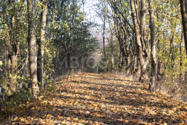 Zugang zum Wandsbeker Gehölz von Osten - Fotos-Schmiede