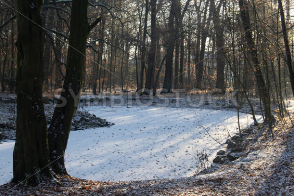 Bei tiefstehender Sonne - Fotos-Schmiede