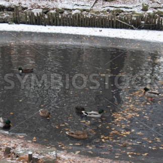 Enten am restlichen, offenen Wasser - Fotos-Schmiede