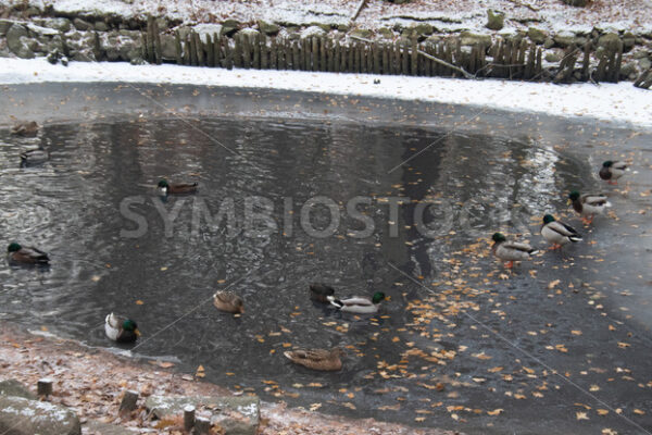 Enten am restlichen, offenen Wasser - Fotos-Schmiede