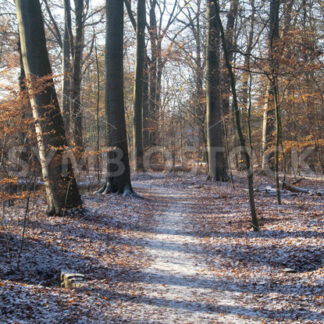 Leicht verschneiter Spazierweg - Fotos-Schmiede