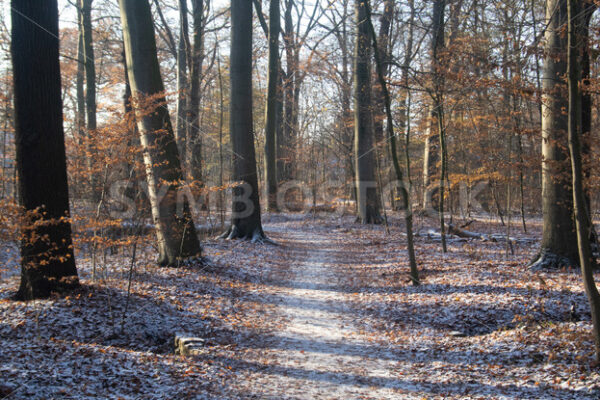 Leicht verschneiter Spazierweg - Fotos-Schmiede