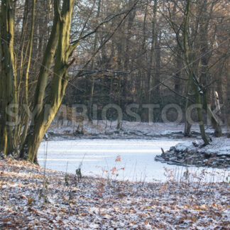 Zugefrorener Teich - Fotos-Schmiede