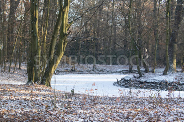 Zugefrorener Teich - Fotos-Schmiede